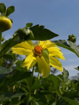 Bright yellow flower surrounded by green leaves with a small insect on its petals under a clear blue sky
