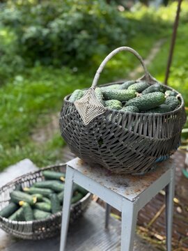 Basket holds cucumbers gathered from garden during summer day