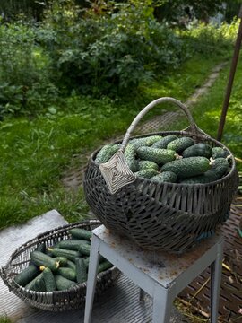 Cucumbers gathered in baskets in a backyard garden during late summer