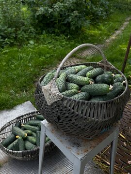 Fresh cucumbers gathered in baskets at a garden during midday