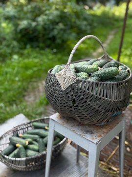 Cucumbers collected in woven baskets placed on a stool in a garden setting