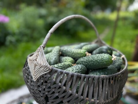 Fresh cucumbers in a woven basket gathered from the garden during summer