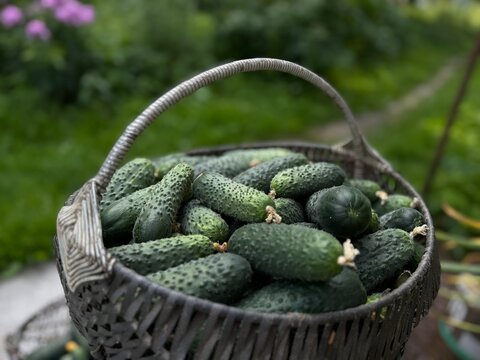 Harvesting cucumbers from a garden in summer with a basket full of fresh vegetables