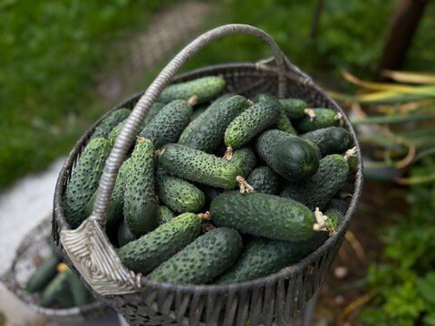 Cucumbers collected in a woven basket during a sunny day in a home garden