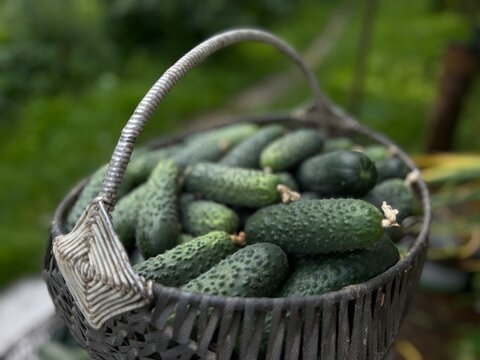 Cucumbers packed in a woven basket picked from the garden in a sunny afternoon