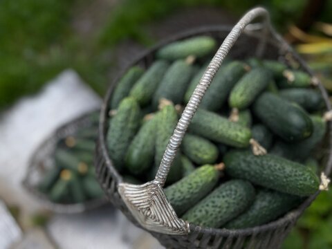 Fresh cucumbers in a basket collected from the garden in the afternoon sunlight