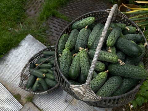Baskets filled with fresh cucumbers harvested from a garden during late summer