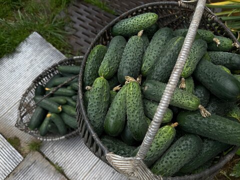 Freshly harvested cucumbers in baskets placed on a garden pathway during midday