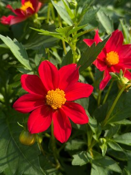 Bright red flower in a garden during sunny day with green leaves surrounding it