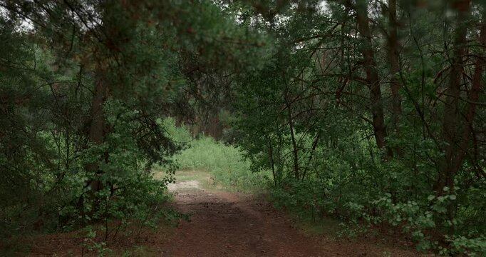 POV walking on empty dirt path inside dense green pine forest at rainy day