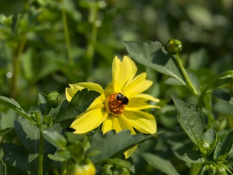 Bee collects pollen from a yellow flower in a garden during the daytime