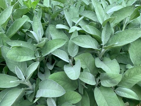 Salvia officinalis plant in a natural outdoor setting, showing detailed botanical appearance of the herb. Picture for scientific, educational, botanical, and nature-related use