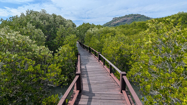 Promenade dans une mangrove du golfe de Tha&iuml;lande
