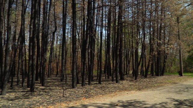 Tall, burnt-out pines and spruces stand densely in the forest, bare of leaves and branches. Animals and birds are absent, and the ground is covered in burnt needles.