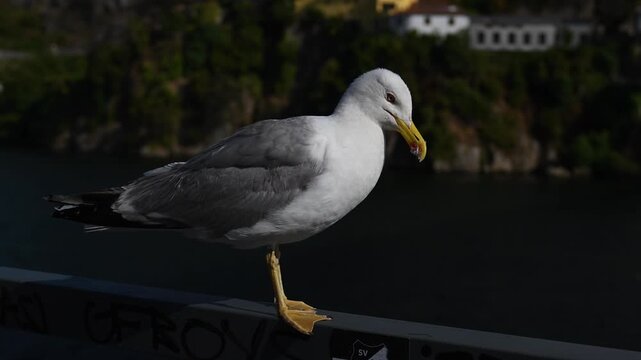 A seagull perched on a railing, watching the surroundings. A high-quality video featuring views of the river and the city, blending nature with urban life.