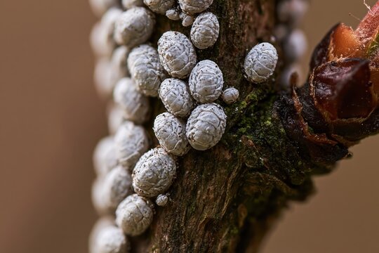 Close view of scale insect colony on woody stem of currant bush in natural setting during daylight