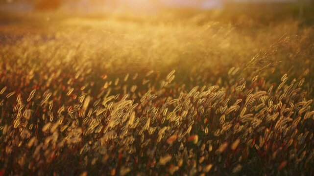 夕陽に輝く秋の雑草
