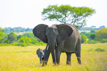 Elephant cow and calf in the Western Serengeti. Serengeti National Park, Tanzania, Africa.