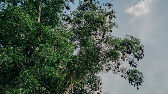 Low-angle view looking up at a towering tropical forest tree filled with hundreds of hanging fruit bats (flying foxes) roosting in the canopy against a soft blue sky.