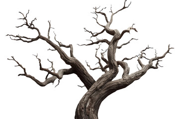 Fototapeta premium Large twisted bare dead tree
