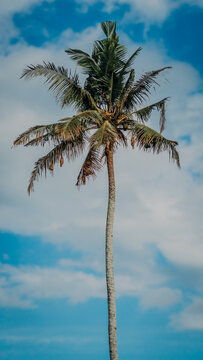 Vertical shot of a tall coconut palm tree adorned with hanging weaver bird nests against a vibrant blue sky with soft white clouds.
