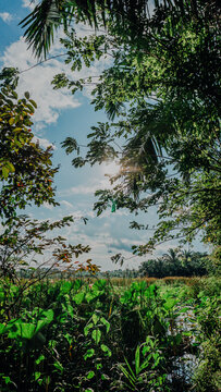 Bright sunlight bursting through tree leaves and foliage above a lush green wetland pond filled with aquatic vegetation.
