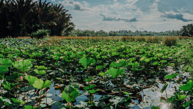 Wide view of a large wetland or pond covered with green lotus leaves and pink lotus blossoms, bounded by lush tropical trees and a cloudy sky.