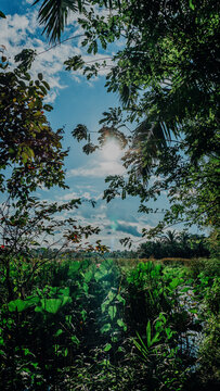 Bright sunlight bursting through tree leaves and foliage above a lush green wetland pond filled with aquatic vegetation.