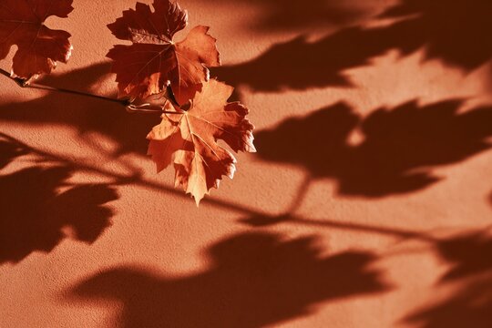 Soft terracotta background with shadows of a grapevine leaf branch in a studio setting