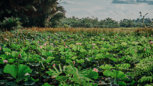 Wide view of a large wetland or pond covered with green lotus leaves and pink lotus blossoms, bounded by lush tropical trees and a cloudy sky.