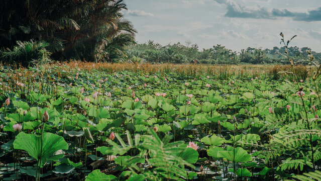 Wide view of a large wetland or pond covered with green lotus leaves and pink lotus blossoms, bounded by lush tropical trees and a cloudy sky.