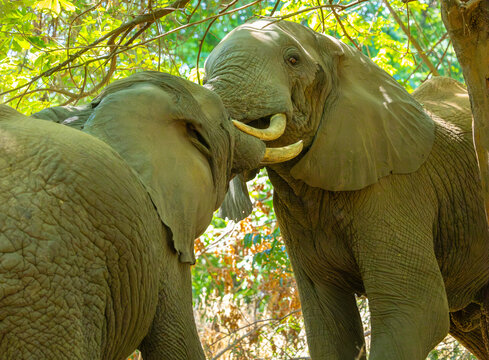 Elephant bulls fighting. Lake Manyara National Park, Tanzania, Africa.