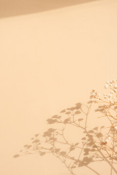 Shadows of dried flowers on a light background at home in the afternoon light
