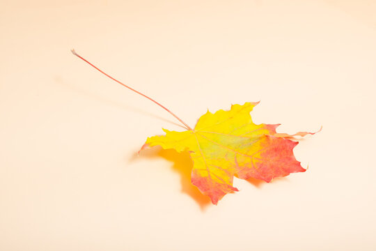 Leaf with bright yellow and red colors on a light background