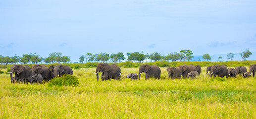 Fototapeta premium Elephants in Masai Mara. Masai Mara Game Reserve, Kenya, Africa.