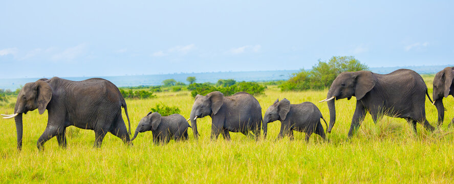 Elephants in Masai Mara. Masai Mara Game Reserve, Kenya, Africa.