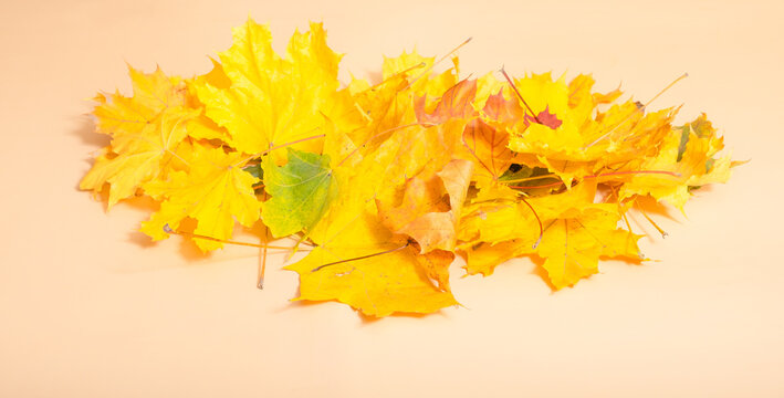 Colorful leaves scattered on a light surface showing fall season characteristics