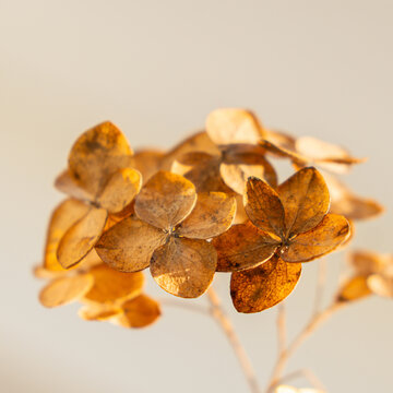 Dried flowers in a close-up view on a muted background during daylight hours
