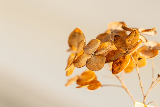 Dried hydrangea flowers arranged on a light background in a simple display