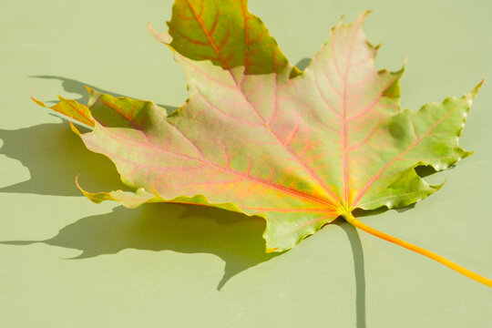 Maple leaf placed on a light green surface showing different colors and shadows on the leaf