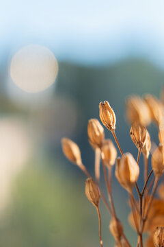 Close up of dried plant buds on a blurred background in a natural setting during daytime