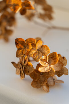 Dried flowers arranged on a surface with warm light illuminating their details in a bright indoor space during the day