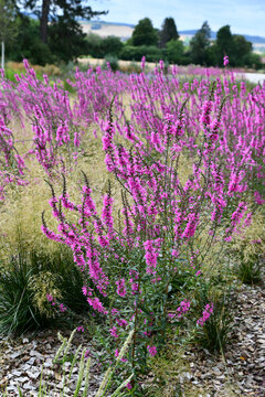 Blutweiderich mit magentafarbenen Bl&uuml;ten
