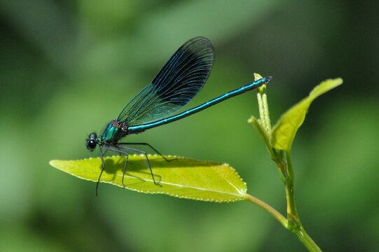 A closeup of a blue damselfly resting on a green leaf with a soft-focus background