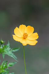 Fototapeta premium Vertivcal view of yellow Cosmos (Cosmos sulphureus) flower against soft bokeh background. Sharp focus and ample copy space for stock photography.