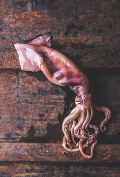 Fresh raw seafood squid or calamary and ingredients on dark background.