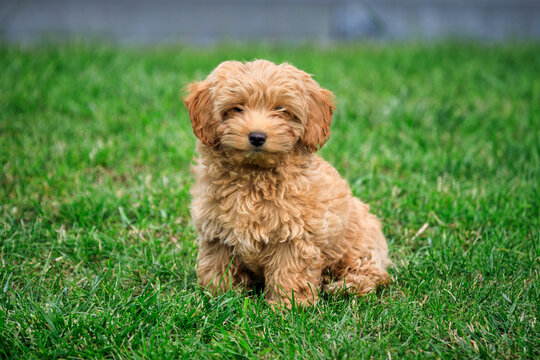 Maltipoo puppy playing on green grass in a sunny summer garden
