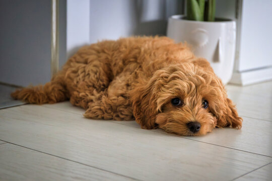 Maltipoo puppy lying on wooden floor at home