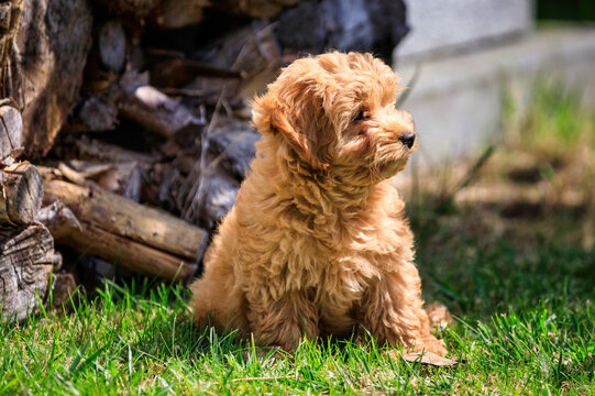 Maltipoo puppy playing on green grass in a sunny summer garden