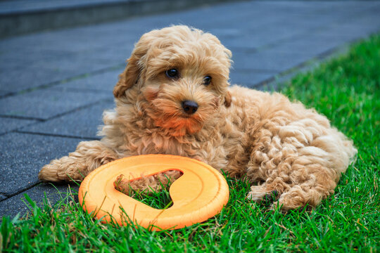 Maltipoo puppy playing on green grass in a summer garden